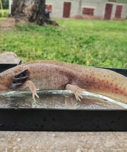 copper melanoid axolotl