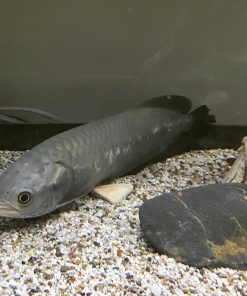 african arowana for sale