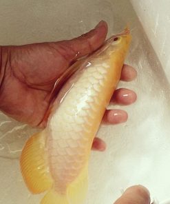 Albino Arowana for Sale