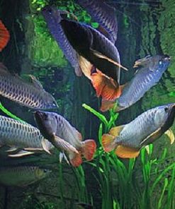 Arapaima Arowana Fish