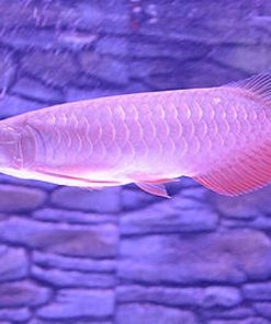 banjar red arowana fish