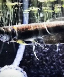 black arowana fish