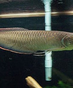 black arowana fish for sale