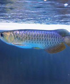 blue base arowana fish