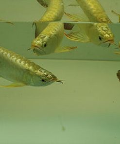 gold head arowana