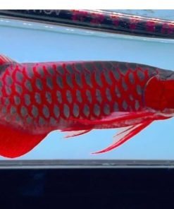 chili red arowana fish for sale