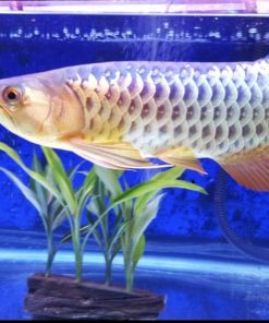 malaysian golden crossback arowana