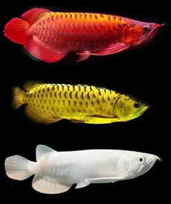 Arowana