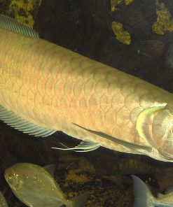 silver arowana