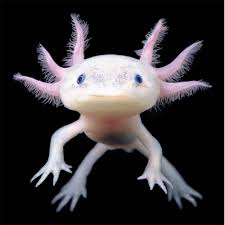 Axolotl